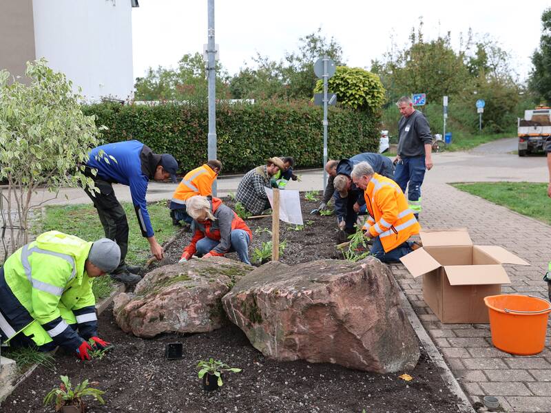 Mehrere Personen in Warnwesten bepflanzen eine Gartenfläche neben einer Straße.